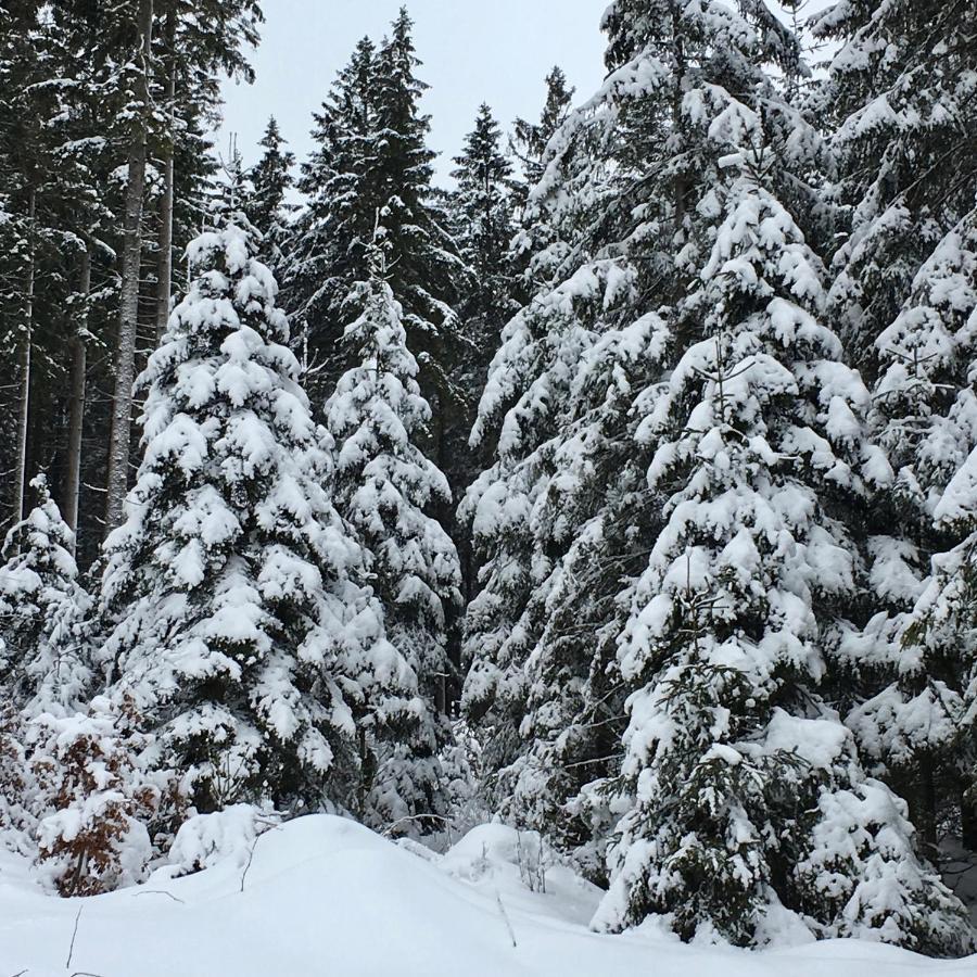 Fewo Harzromantik Braunlage Exteriör bild